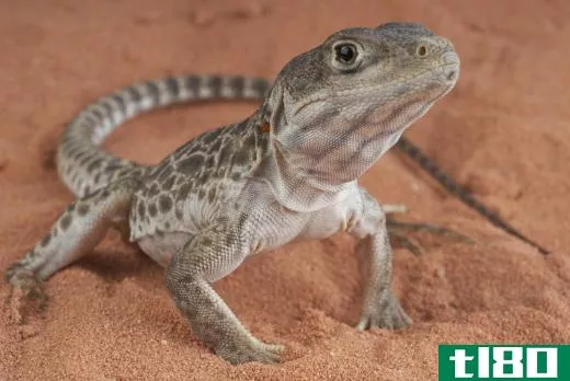 The best pet lizard depends on the size of habitat you're able to provide.