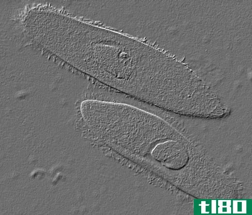 Two protists.