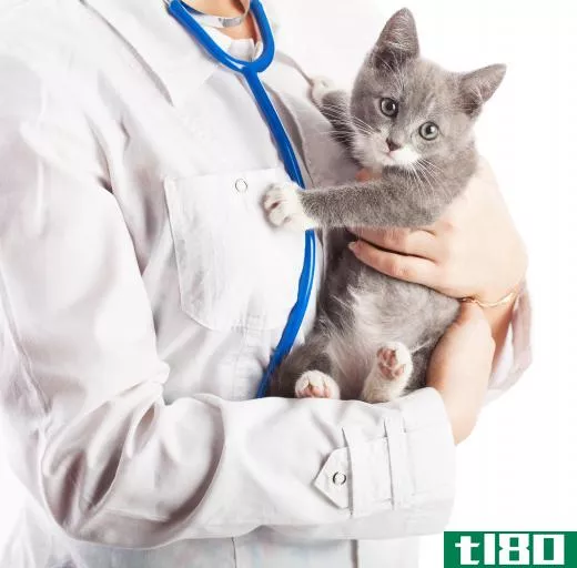 A veterinarian will prescribe an appropriate dewormer to treat cat worms.
