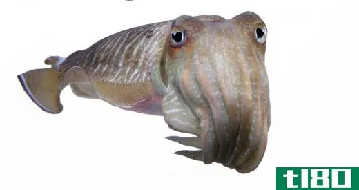 Cuttlefish are marine mollusks that are related to octopi and squids.