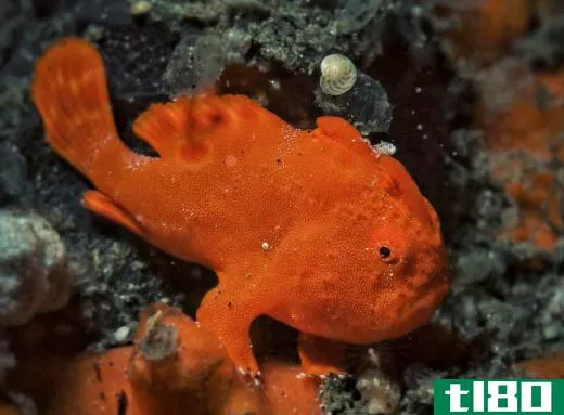 Frogfish are a type of anglerfish.