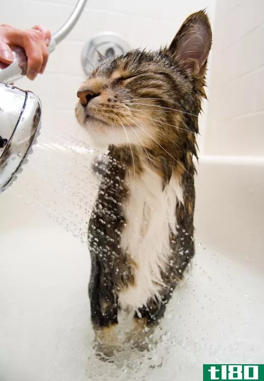 A cat enjoying some water.