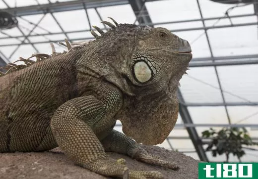 Iguanas are a popular breed of lizard that people have as pets.