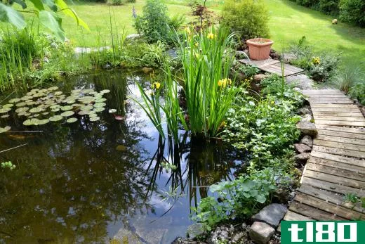 Bodies of standing water in a yard should be covered or drained as they are a natural habitat and food source for frogs.