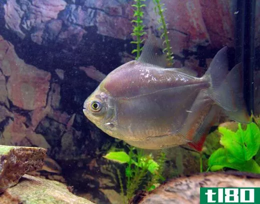 Aquariums that are too small or crowded can cause stress to the fish they hold.