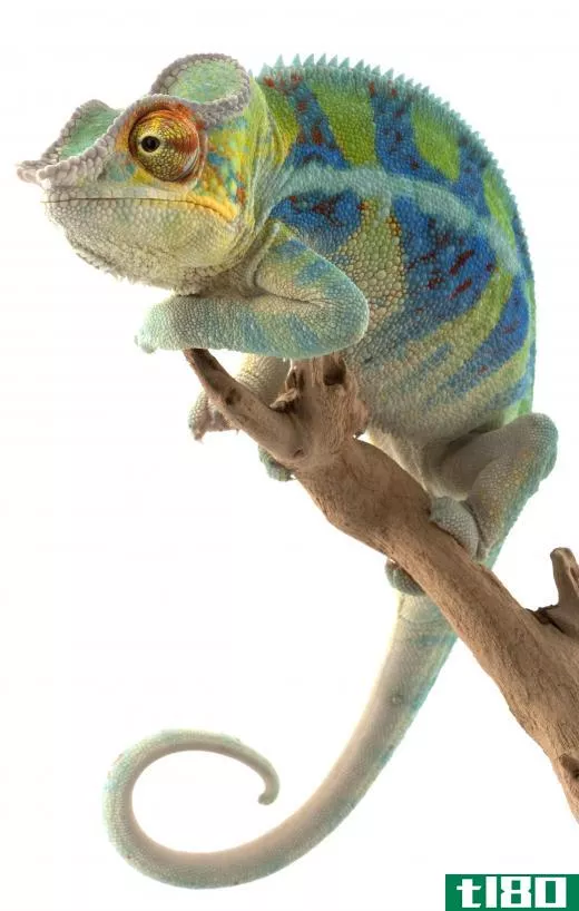 Chameleons can be good pets, but they are best enjoyed from afar.