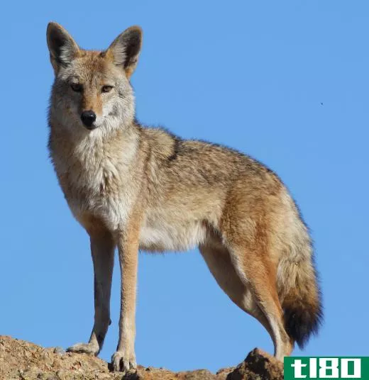 Sheep herders need to protect against coyotes.