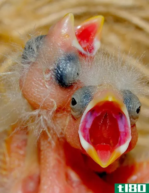 Being altricial, baby birds must grow quickly and learn to gather food on their own.