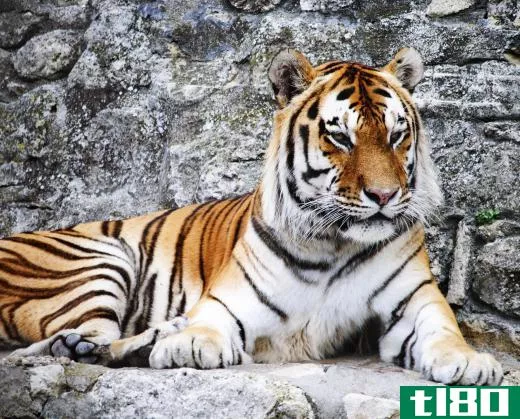 An estimated 97 percent of wild tigers have died off since the early 1900s.