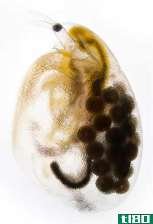 Water fleas (Cladocera) are an order of microscopic crustaceans.