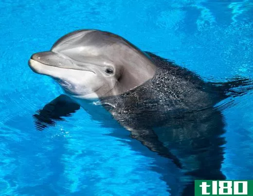 Dolphins can live in fresh water.