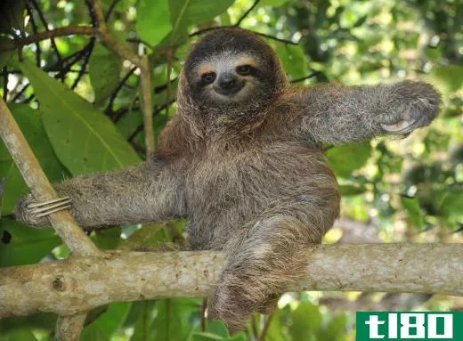 Sloths use long claws to grip on to branches and tree trunks.