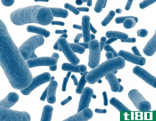 Eubacteria, also referred to as true bacteria, are the majority of what we think of as bacteria.