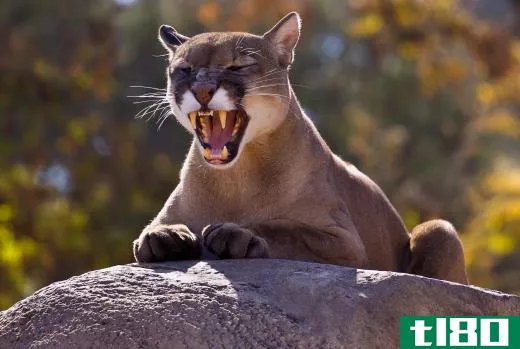 Mountain lions are common forest species.