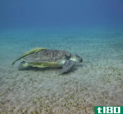 Sea turtles feed on seagrass, ensuring that the plant doesn't overwhelm the ocean floor.