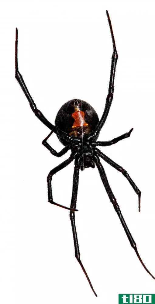 Black widows are not the only spiders with red markings.