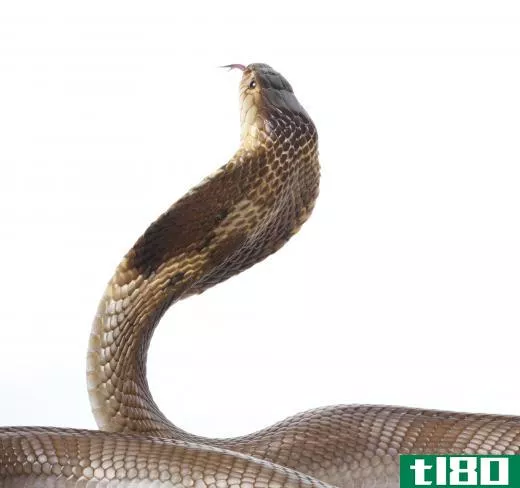 Dangerous snakes like the Indian Cobra kill with venom.