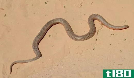 Although a stiletto snake can be dangerous, it lives underground and thus is rarely seen.