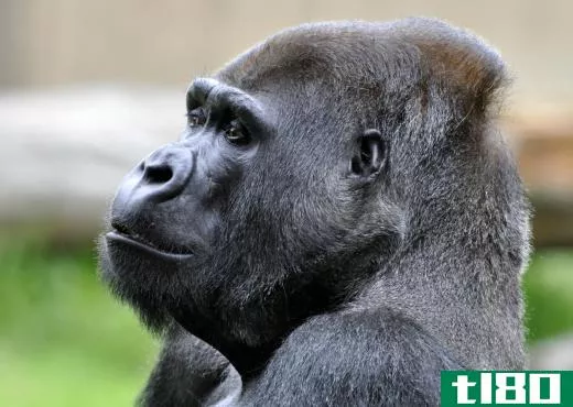 Rainforest species may include gorillas.