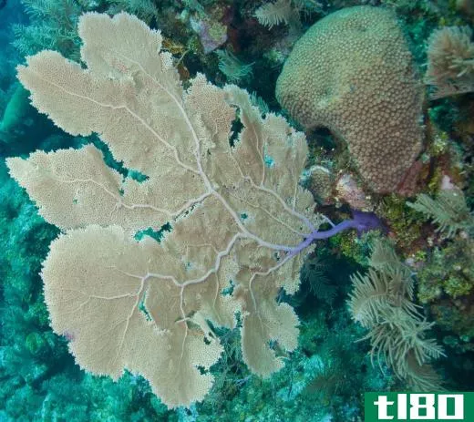 Sea fans are found in seawater environments around the world.