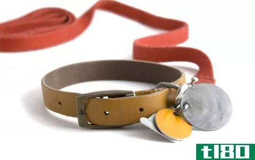 A leash or collar may be an appropriate pet gift for the holidays.