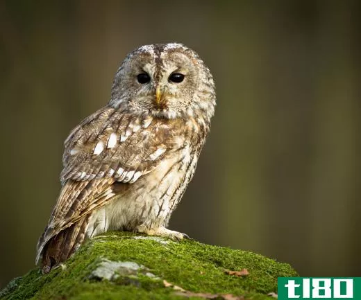 Owls are a well-known nocturnal creature.