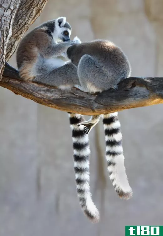 The long tails of lemurs are used for both gribbing branches and providing balance in trees.