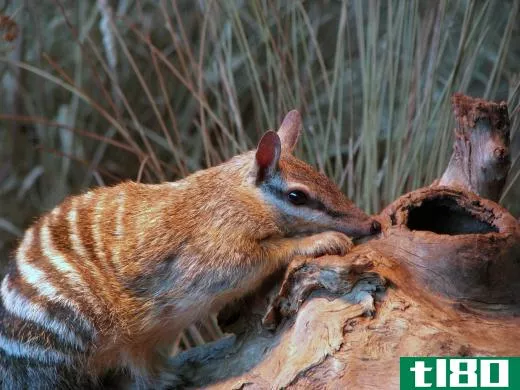 The numbat is a marsupial endemic to Australia.