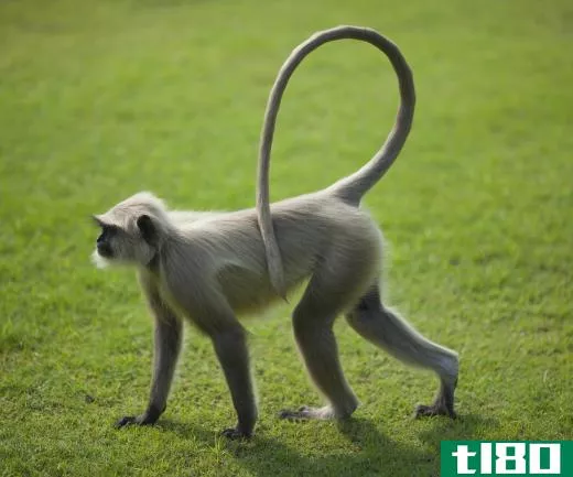 Chamelios' tails are similar to monkeys'  in that they are prehensile and help with climbing.