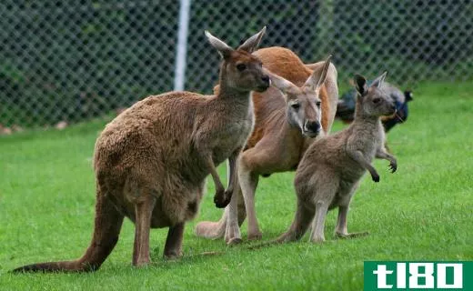 Kangaroos are an example of a marsupial.