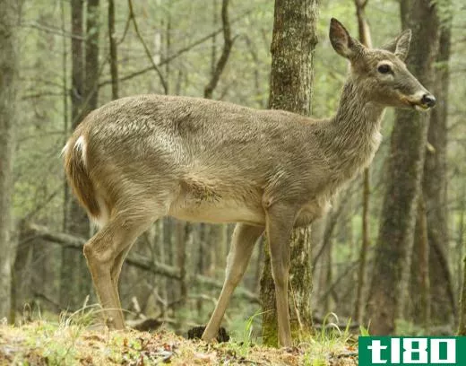 The white-tailed deer can run 30 miles per hour.