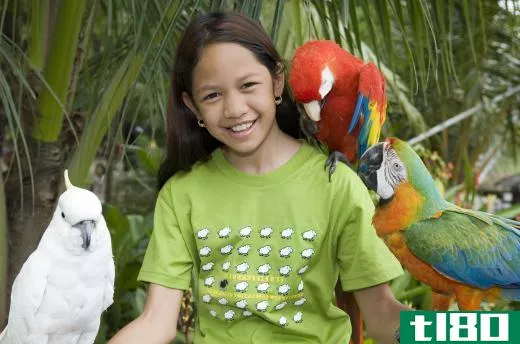 Of the 330 types of parrots, about 95 of them are considered endangered species.