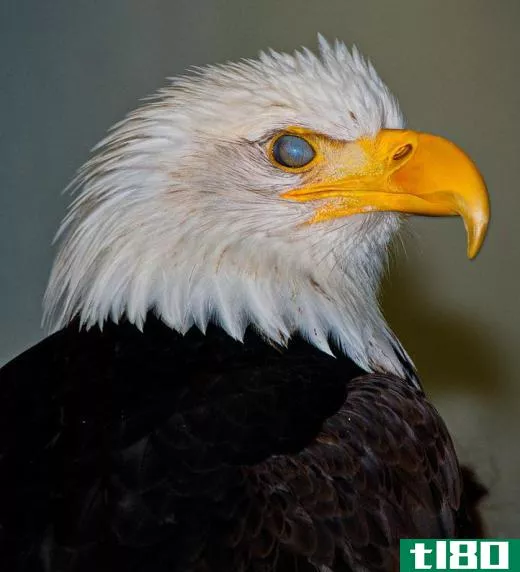 Bald eagles may be found in North America.