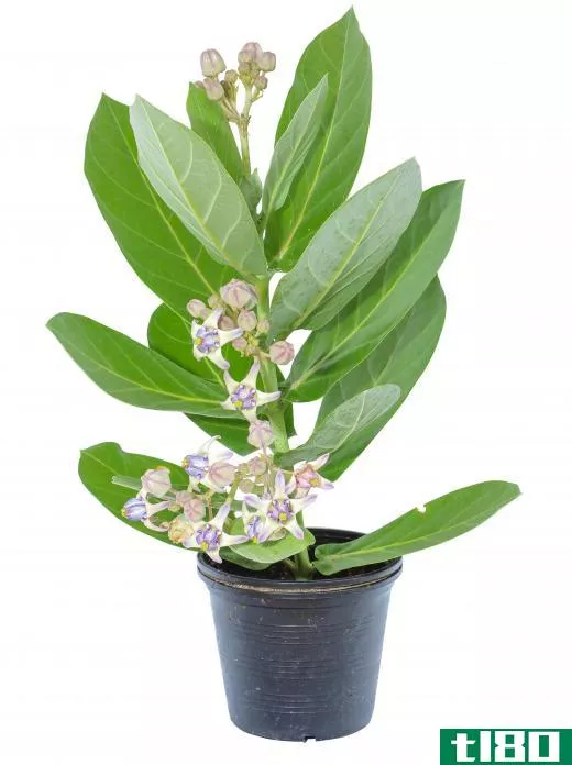 All types of milkweed plants produce a sticky, toxic sap within the stems and leaves.