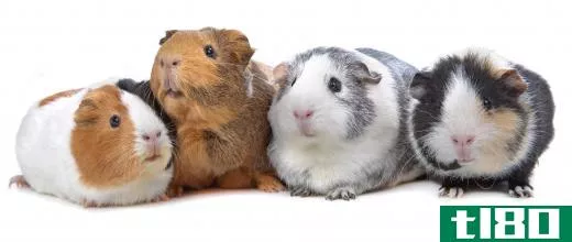 In the wild, guinea pigs live in large family groups.