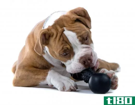 Chew toys can help prevent dental disease, a common affliction in older dogs.