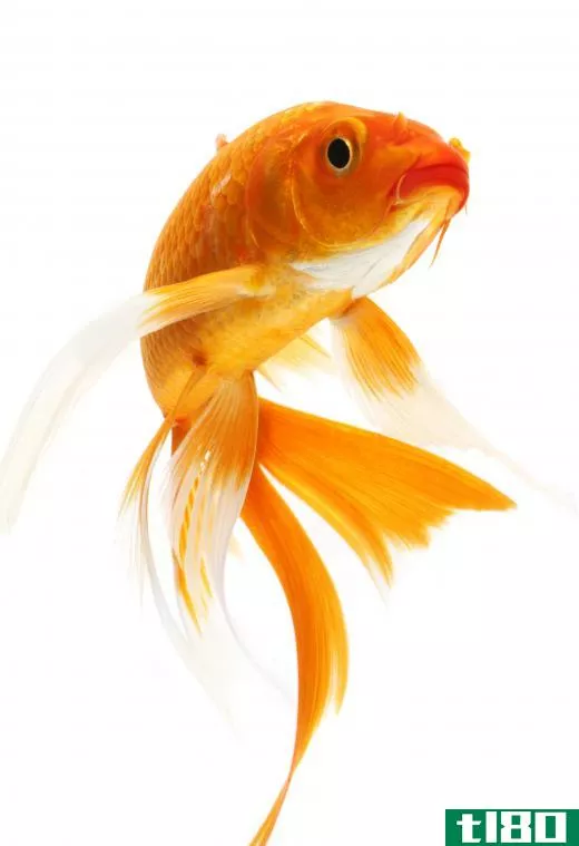 Goldfish can be added to a pond to get rid of midges.