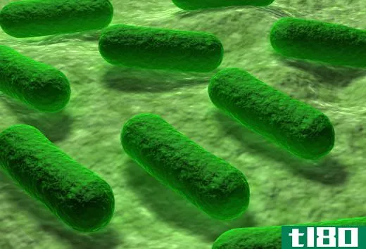 One type of Gram-negative bacteria is E. Coli.