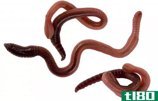 Earthworms are common wetland invertibrates.