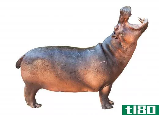 The hippo is Africa's most dangerous animal.