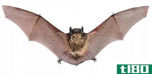 Bats are one of the two placental animals in Indonesia.