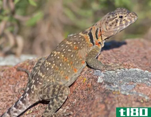 Lizards must bask on rocks to raise their body temperature.