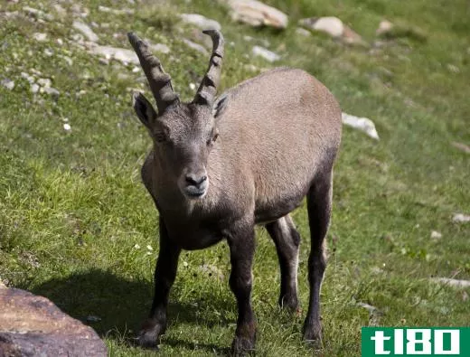 An adult male goat.