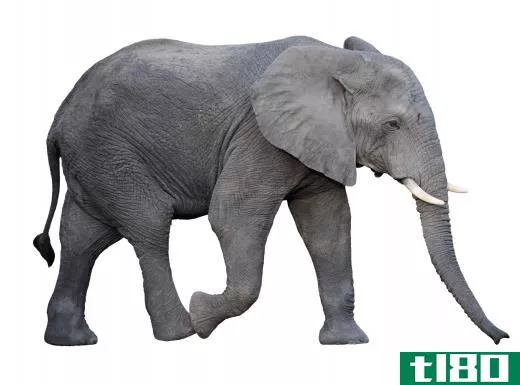 Bush elephants are the largest land mammals.