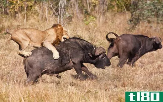 The African lion feeds on buffalo and other game.