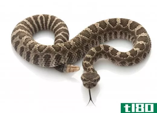 The Northern Pacific rattlesnake is venomous.