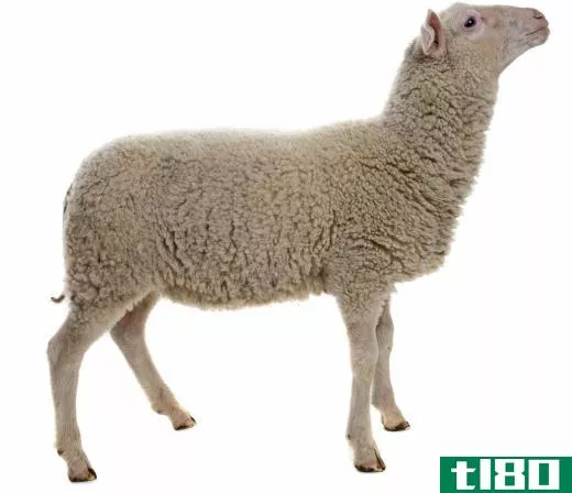 There are over 1,000 different breeds of sheep in the world.
