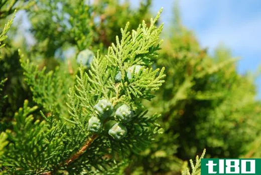 Evergreen trees are able to flourish even in harsh environments.