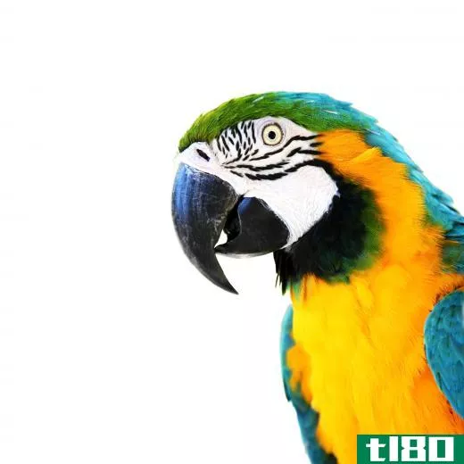 Wild parrots are social birds.