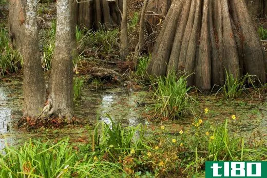 Many types of vegetation grow in a bayou.
